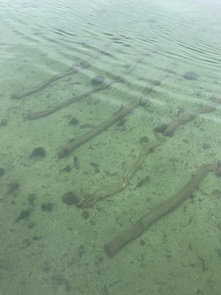 Corner Inlet Broadleaf Seagrass Restoration Project
